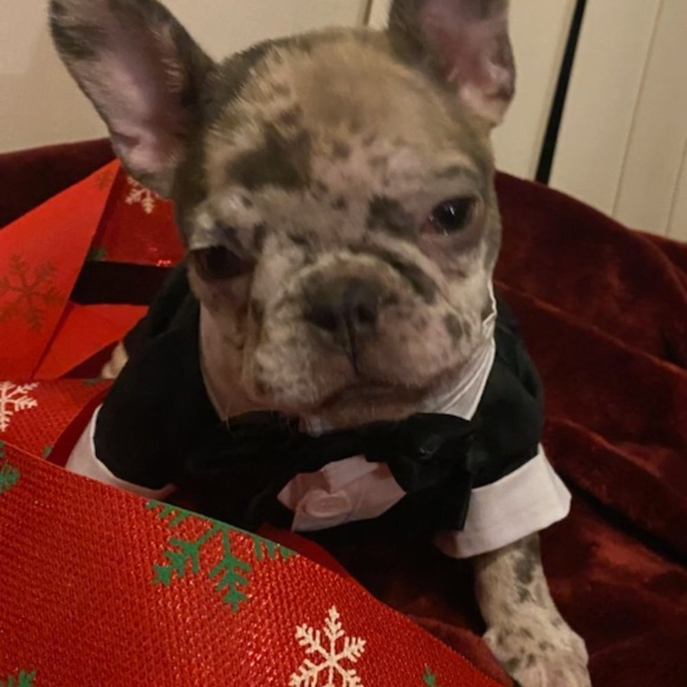 Tuxedo For Dogs Cats Pets With Bowtie Small To XL NEW - Picture 8 of 12